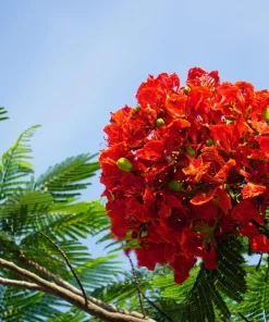 Royal Poinciana Tree Seeds - Delonix Regia Red Flame Flamboyant Flower - 10 Seeds Tropical - Image 12