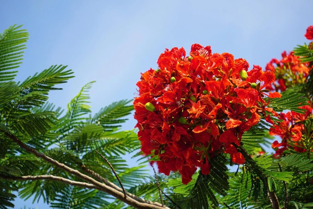 Royal Poinciana Tree Seeds - Delonix Regia Red Flame Flamboyant Flower - 10 Seeds Tropical - Image 12
