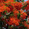 Royal Poinciana Tree Seeds - Delonix Regia Red Flame Flamboyant Flower - 10 Seeds Tropical - Image 1