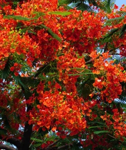 Royal Poinciana Tree Seeds - Delonix Regia Red Flame Flamboyant Flower - 10 Seeds Tropical - Image 1