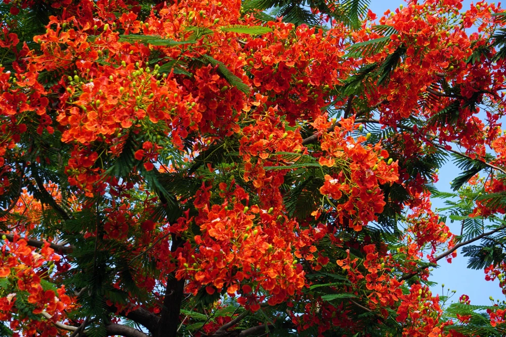 Royal Poinciana Tree Seeds - Delonix Regia Red Flame Flamboyant Flower - 10 Seeds Tropical - Image 1