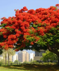 Royal Poinciana Tree Seeds - Delonix Regia Red Flame Flamboyant Flower - 10 Seeds Tropical - Image 2