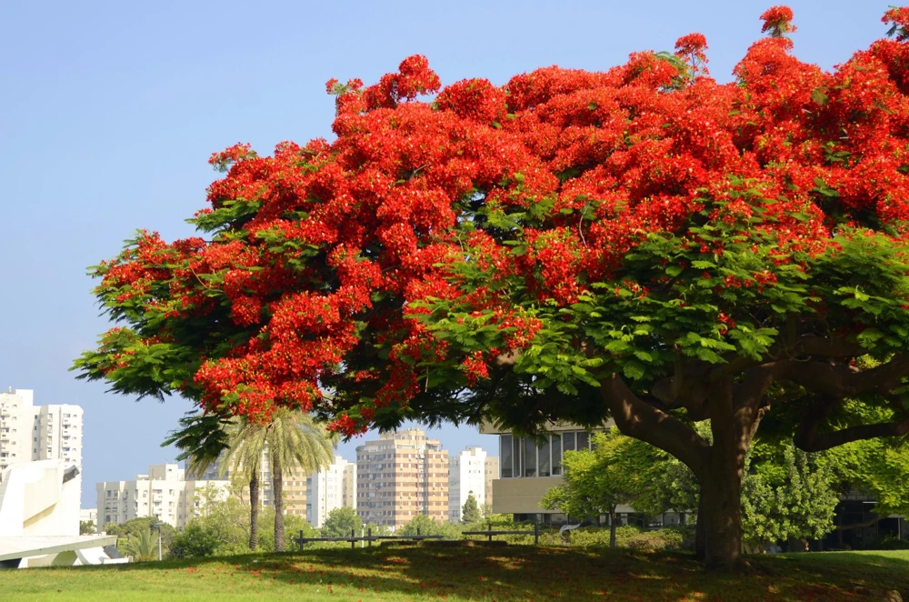 Royal Poinciana Tree Seeds - Delonix Regia Red Flame Flamboyant Flower - 10 Seeds Tropical - Image 2