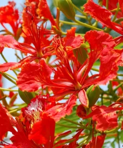 Royal Poinciana Tree Seeds - Delonix Regia Red Flame Flamboyant Flower - 10 Seeds Tropical - Image 3