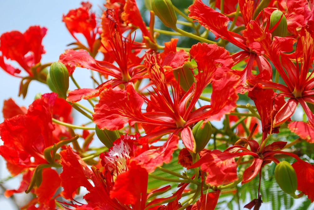 Royal Poinciana Tree Seeds - Delonix Regia Red Flame Flamboyant Flower - 10 Seeds Tropical - Image 3