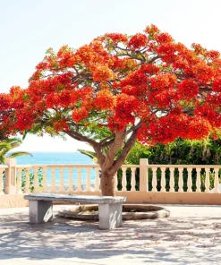 Royal Poinciana Tree Seeds - Delonix Regia Red Flame Flamboyant Flower - 10 Seeds Tropical - Image 4