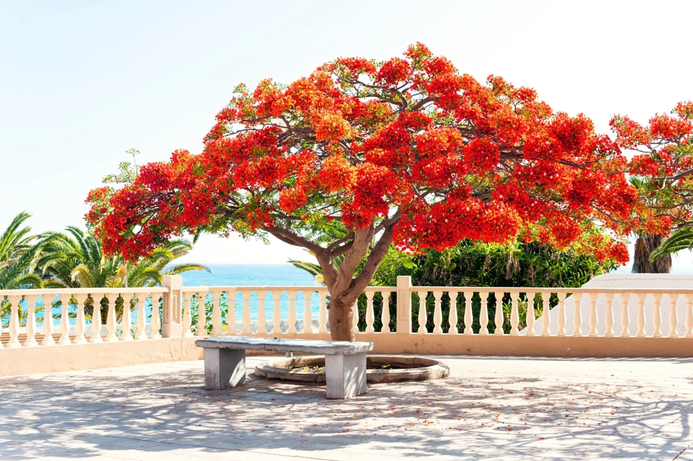 Royal Poinciana Tree Seeds - Delonix Regia Red Flame Flamboyant Flower - 10 Seeds Tropical - Image 4