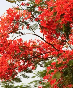 Royal Poinciana Tree Seeds - Delonix Regia Red Flame Flamboyant Flower - 10 Seeds Tropical - Image 5