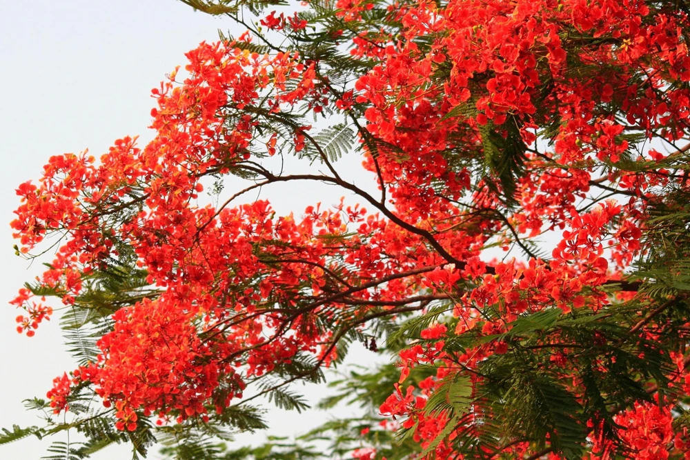 Royal Poinciana Tree Seeds - Delonix Regia Red Flame Flamboyant Flower - 10 Seeds Tropical - Image 5