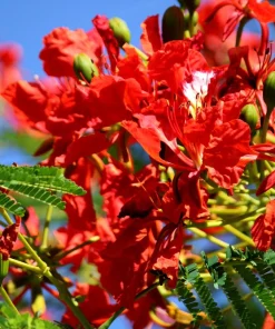 Royal Poinciana Tree Seeds - Delonix Regia Red Flame Flamboyant Flower - 10 Seeds Tropical - Image 6