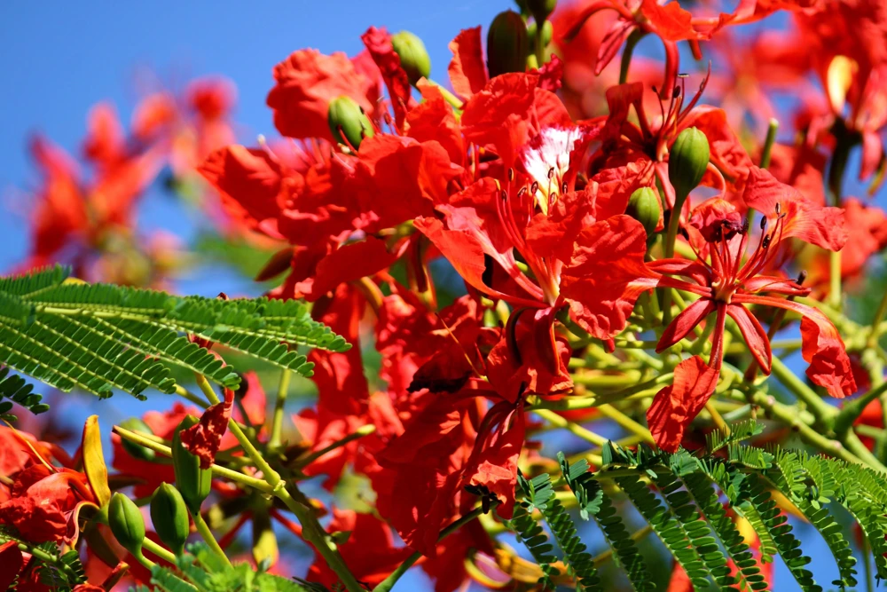 Royal Poinciana Tree Seeds - Delonix Regia Red Flame Flamboyant Flower - 10 Seeds Tropical - Image 6