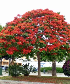Royal Poinciana Tree Seeds - Delonix Regia Red Flame Flamboyant Flower - 10 Seeds Tropical - Image 7