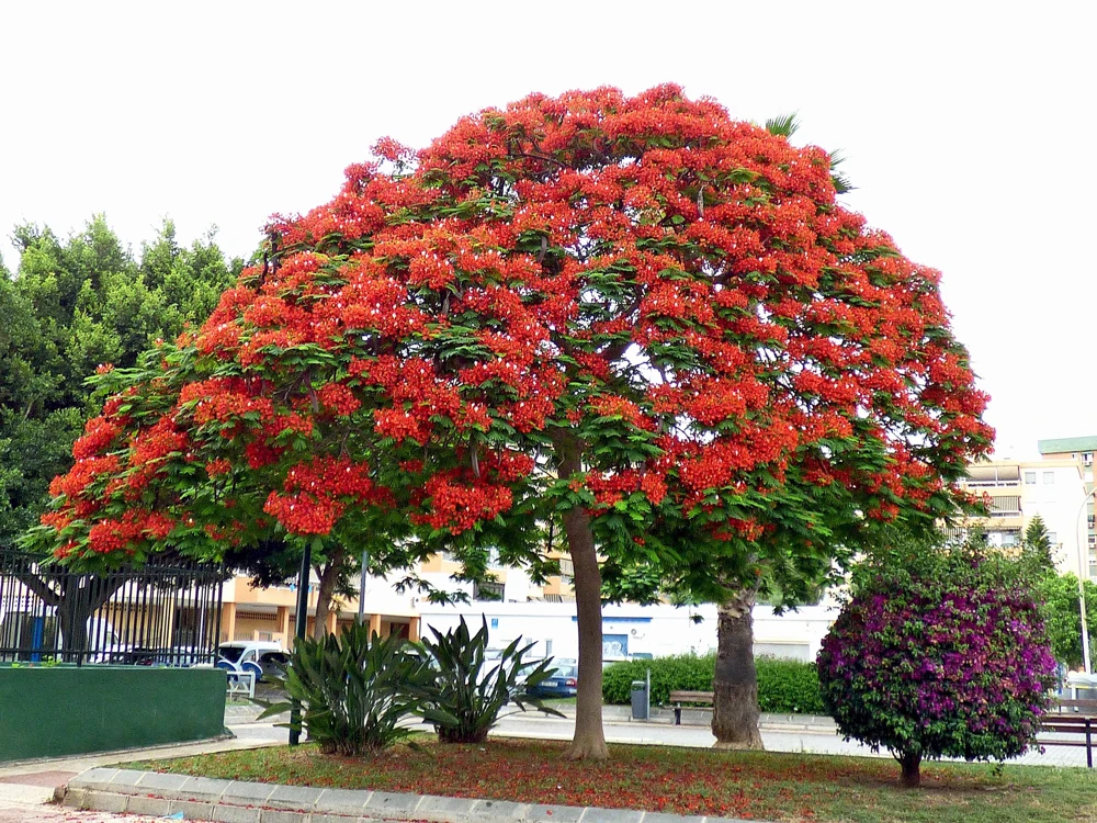 Royal Poinciana Tree Seeds - Delonix Regia Red Flame Flamboyant Flower - 10 Seeds Tropical - Image 7