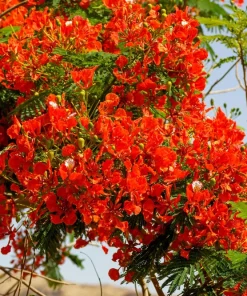 Royal Poinciana Tree Seeds - Delonix Regia Red Flame Flamboyant Flower - 10 Seeds Tropical - Image 8