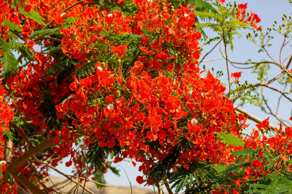 Royal Poinciana Tree Seeds - Delonix Regia Red Flame Flamboyant Flower - 10 Seeds Tropical - Image 8