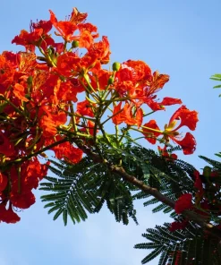 Royal Poinciana Tree Seeds - Delonix Regia Red Flame Flamboyant Flower - 10 Seeds Tropical - Image 9