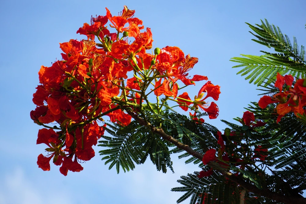 Royal Poinciana Tree Seeds - Delonix Regia Red Flame Flamboyant Flower - 10 Seeds Tropical - Image 9