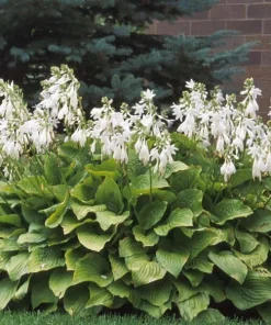 Royal Standard Hosta Bare Root Perennial Plant – Thrives in Shade – Outdoor - Image 2