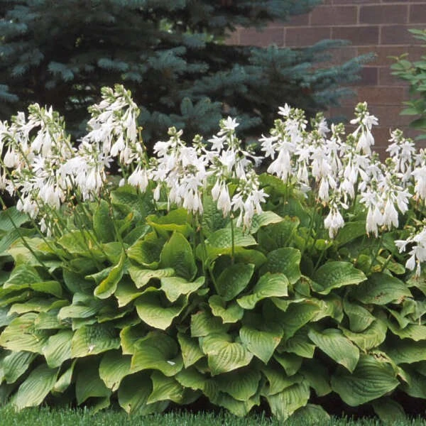 Royal Standard Hosta Bare Root Perennial Plant – Thrives in Shade – Outdoor - Image 2