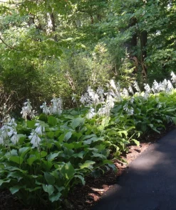 Royal Standard Hosta Bare Root Perennial Plant – Thrives in Shade – Outdoor - Image 3