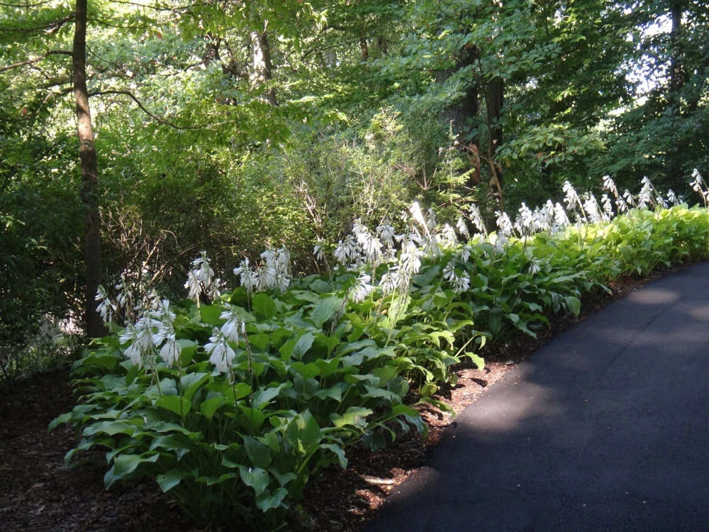 Royal Standard Hosta Bare Root Perennial Plant – Thrives in Shade – Outdoor - Image 3