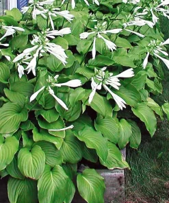 Royal Standard Hosta Bare Root Perennial Plant – Thrives in Shade – Outdoor - Image 4