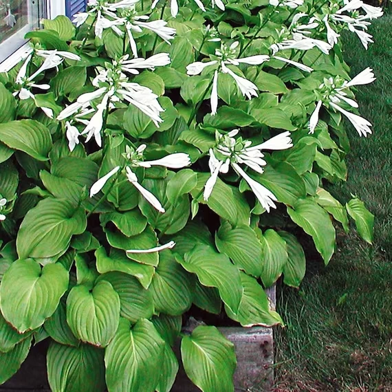 Royal Standard Hosta Bare Root Perennial Plant – Thrives in Shade – Outdoor - Image 4