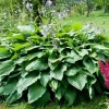 Royal Standard Hosta Bare Root Perennial Plant – Thrives in Shade – Outdoor - Image 1