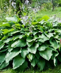 Royal Standard Hosta Bare Root Perennial Plant – Thrives in Shade – Outdoor - Image 1