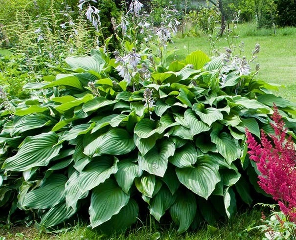 Royal Standard Hosta Bare Root Perennial Plant – Thrives in Shade – Outdoor - Image 1