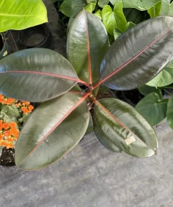 Rubber Burgundy Live Plant - Ficus Elastica Burgundy Potted Houseplant - Image 2