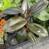 Rubber Burgundy Live Plant - Ficus Elastica Burgundy Potted Houseplant - Image 1