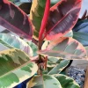 Rubber Ficus Live Plant - Beautiful Indoor Houseplant - Choose Your Variety - Image 1