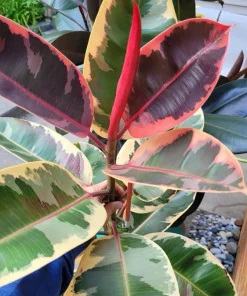 Rubber Ficus Live Plant - Beautiful Indoor Houseplant - Choose Your Variety - Image 1