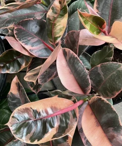 Rubber Ficus Live Plant - Beautiful Indoor Houseplant - Choose Your Variety - Image 10