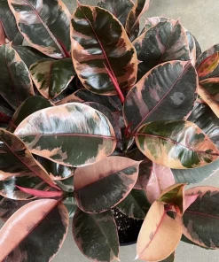 Rubber Ficus Live Plant - Beautiful Indoor Houseplant - Choose Your Variety - Image 11