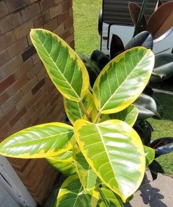 Rubber Ficus Live Plant - Beautiful Indoor Houseplant - Choose Your Variety - Image 2