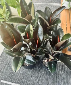 Rubber Ficus Live Plant - Beautiful Indoor Houseplant - Choose Your Variety - Image 3