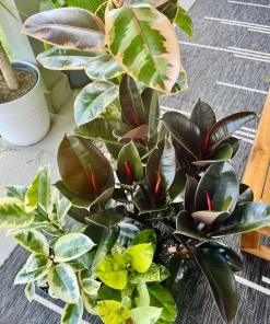 Rubber Ficus Live Plant - Beautiful Indoor Houseplant - Choose Your Variety - Image 4