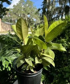 Rubber Ficus Live Plant - Beautiful Indoor Houseplant - Choose Your Variety - Image 5