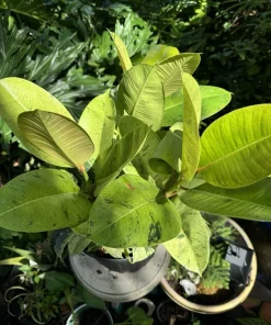 Rubber Ficus Live Plant - Beautiful Indoor Houseplant - Choose Your Variety - Image 6
