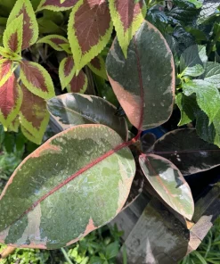 Rubber Ficus Live Plant - Beautiful Indoor Houseplant - Choose Your Variety - Image 7