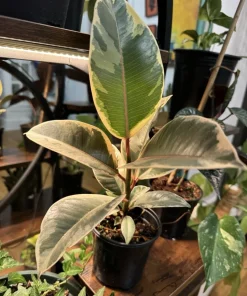 Rubber Ficus Live Plant - Beautiful Indoor Houseplant - Choose Your Variety - Image 8
