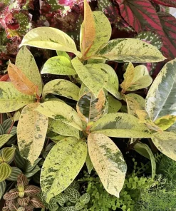 Rubber Ficus Live Plant - Beautiful Indoor Houseplant - Choose Your Variety - Image 9