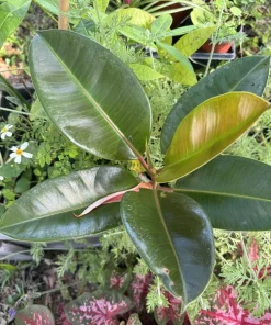 Rubber Ficus Live Plant - Ficus elastica Houseplant - Indoor Decor - Image 1