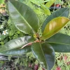 Rubber Ficus Live Plant - Ficus elastica Indoor Air Purifying Houseplant - Image 1