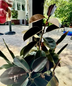 Rubber Tree Live Plant - Ficus elastica Air Purifying Indoor Houseplant - Image 2