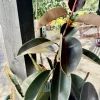 Rubber Tree Live Plant - Ficus elastica Air Purifying Indoor Houseplant - Image 1