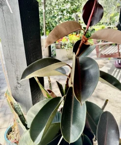 Rubber Tree Live Plant - Ficus elastica Air Purifying Indoor Houseplant - Image 1