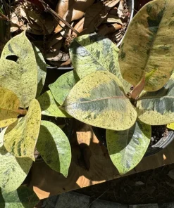 Rubber Tree Live Plant - Ficus elastica - Easy Care Indoor Houseplant - Image 2